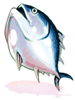 マグロの丸ごと一夜干し