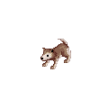 子デザートウルフ