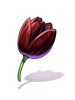 ブラックチューリップの花