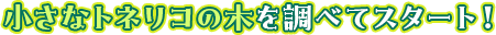 小さなトネリコの木を調べてスタート！
