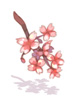 紅桜[0]