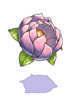 天女の花[1]